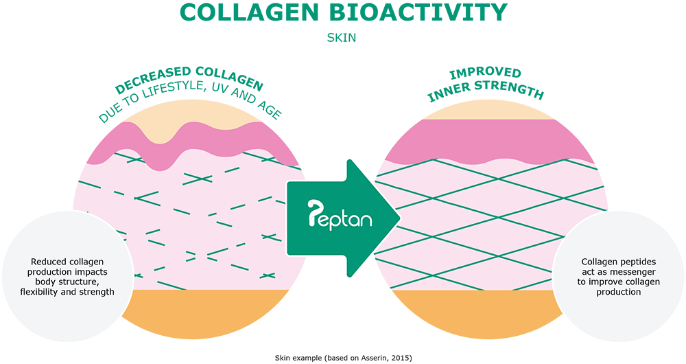 collagen hydrolysis to collagen peptides