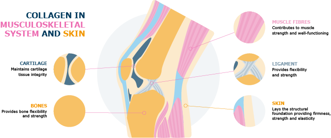 collagen in musculoskeletal system and skin