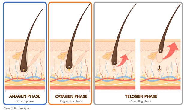 Peptides for deals hair growth